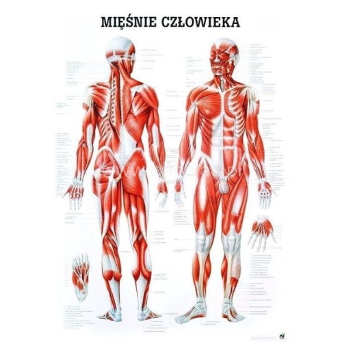 tablica-anatomiczna-miesnie-czlowieka.jpg