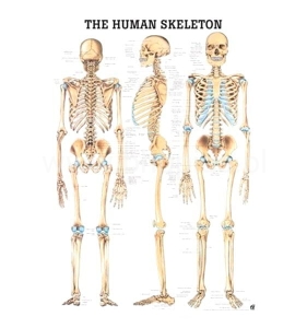 TABLICA ANATOMICZNA 3D – UKŁAD SZKIELETOWY
