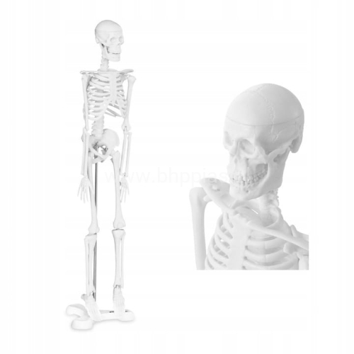 SZKIELET-ANATOMICZNY-MODEL-SZKIELET-LUDZKI-47cm-bhppias.jpg