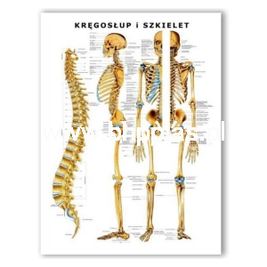 Plansza anatomiczna Kręgosłup i Szkielet z haczykiem