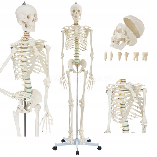 SZKIELET-MODEL-STATYW-ANATOMICZNY-CZLOWIEKA-181cm.jpg
